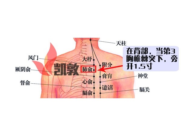 21.肺俞穴