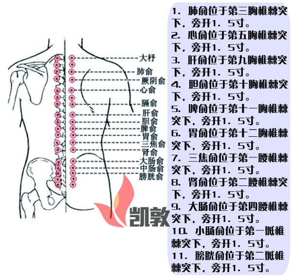 26.背俞穴