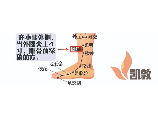 【凱敦穴位知識】陽輔穴